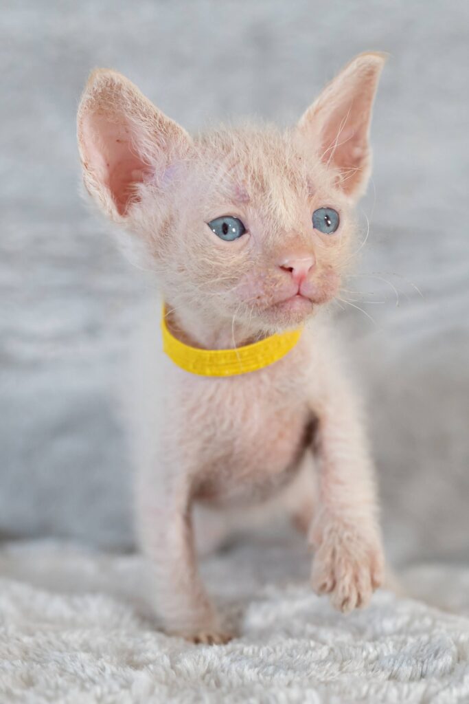 YZ250905 Cattery夢猫庵のラパーマ