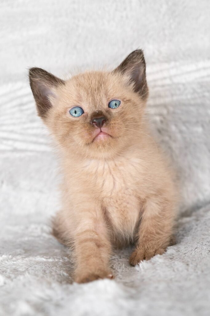 YZ250903 Cattery夢猫庵のラパーマ