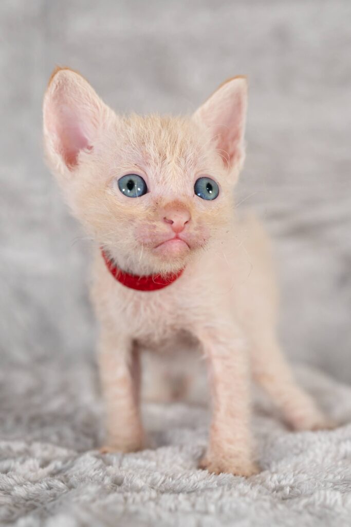 YZ250904 Cattery夢猫庵のラパーマ