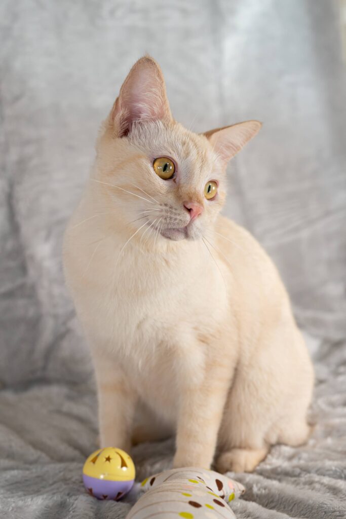 YZ241201 Cattery夢猫庵のラパーマ