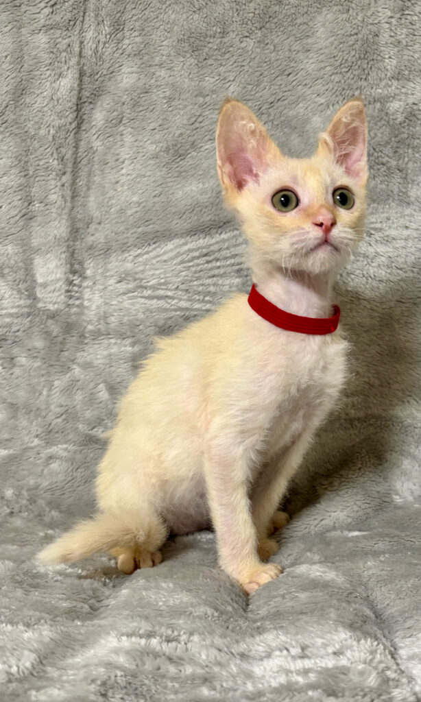 YZ250904 Cattery夢猫庵のラパーマ