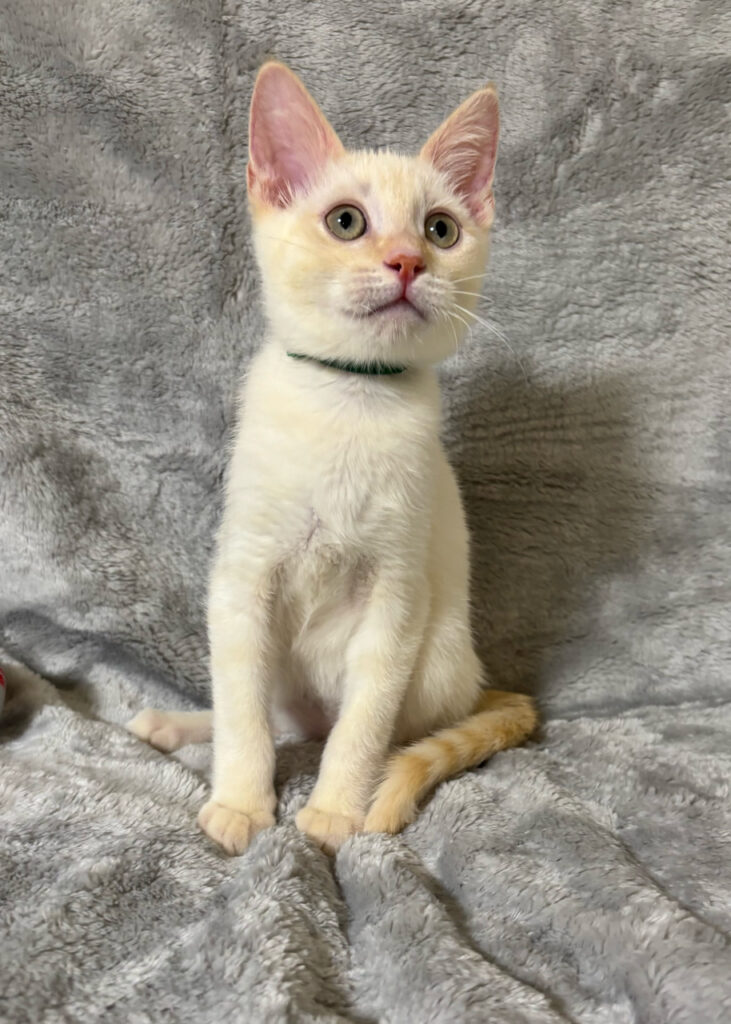 YZ250901 Cattery夢猫庵のラパーマ