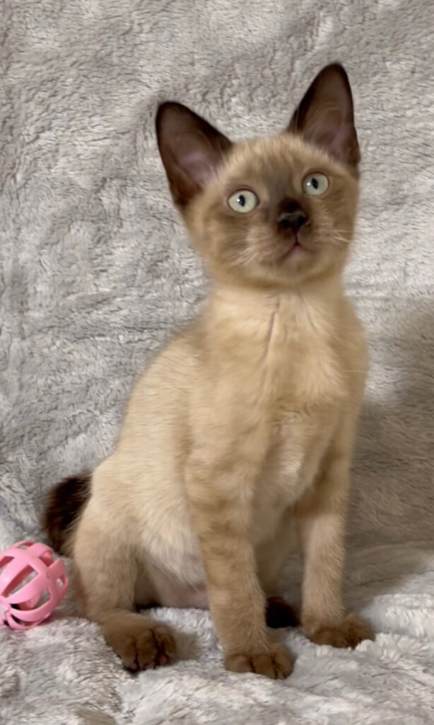 YZ250903 Cattery夢猫庵のラパーマ